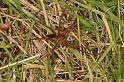 Dolomedes_plantarius_D5133_Z_90_Canal du Nivernais_Frankrijk